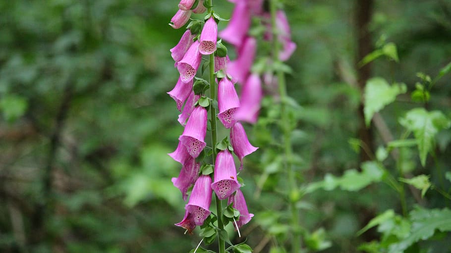 flower, nature, garden, plant, pink color, purple, flowering plant HD wallpaper