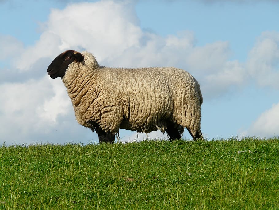 gray sheep standing on green grass, Chef, Boss, Bellwether, Wool