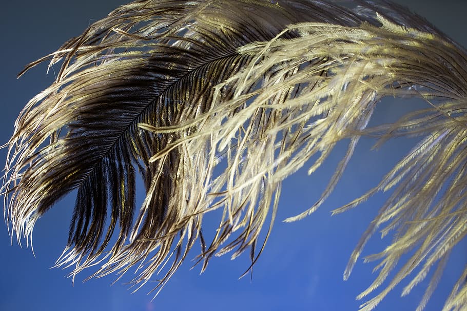 strauss spring, feather, ease, close, bird feather, spring dress HD wallpaper