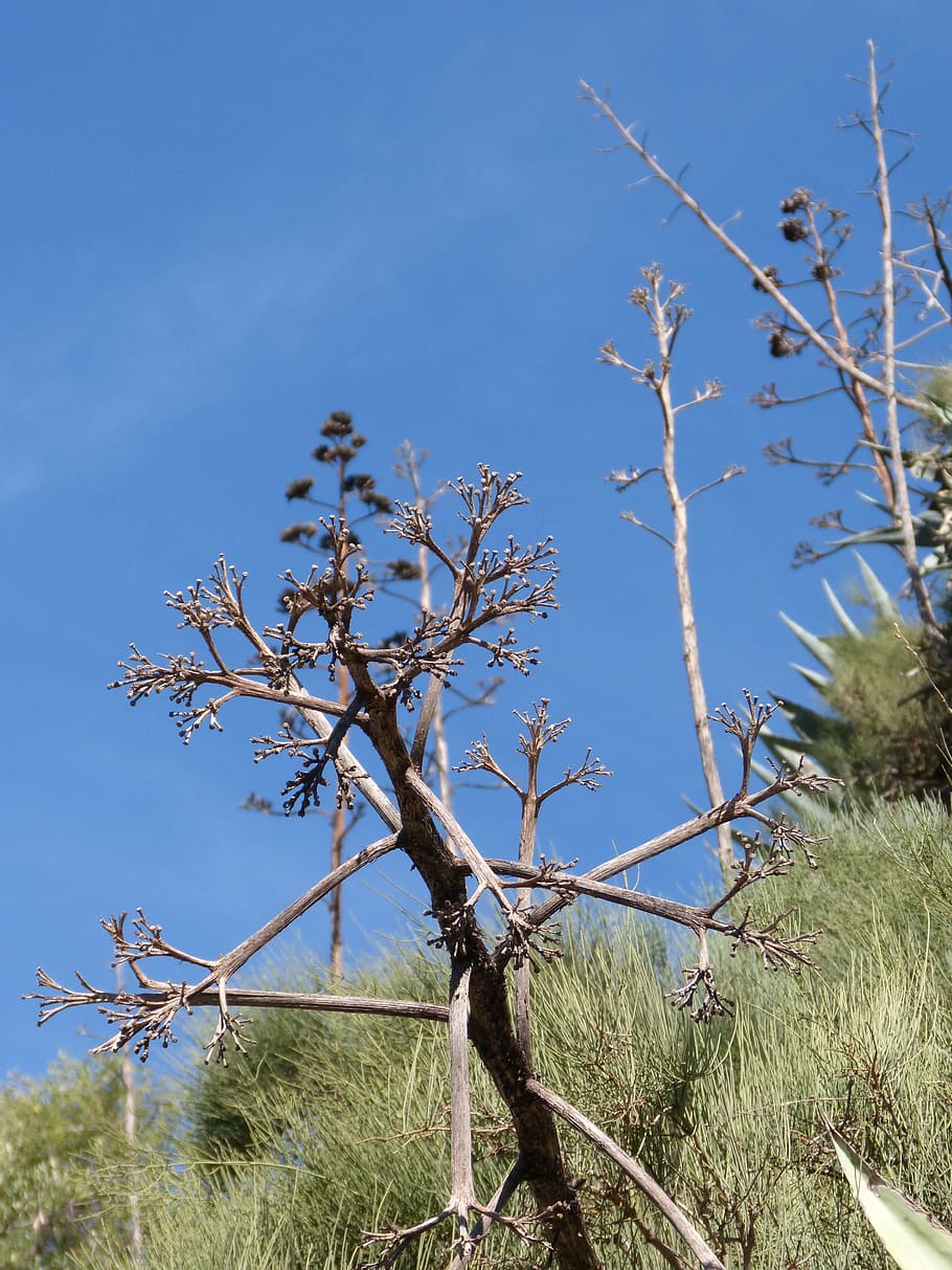 Cactus, Sky, Blue, nature, plant, landscape, day, tree, growth HD wallpaper