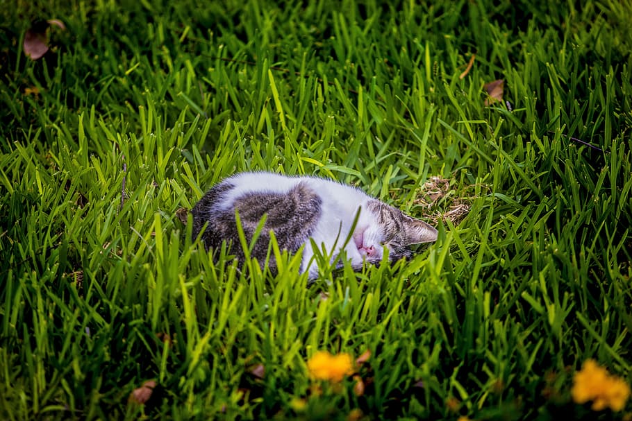 landscape, peru, cat, plant, grass, green color, one animal HD wallpaper
