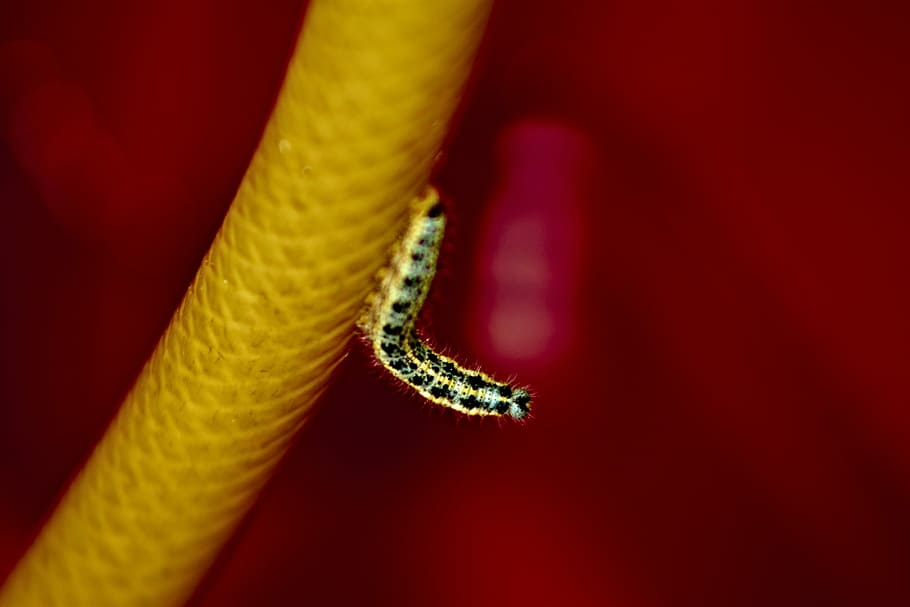 macro photography of insect, caterpillar, bug, animal, red HD wallpaper