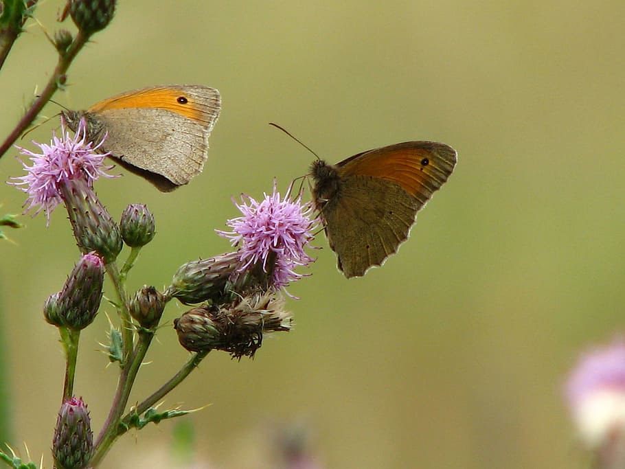 butterfly, thistle, flower, insect, wing, close, probe, brown HD wallpaper