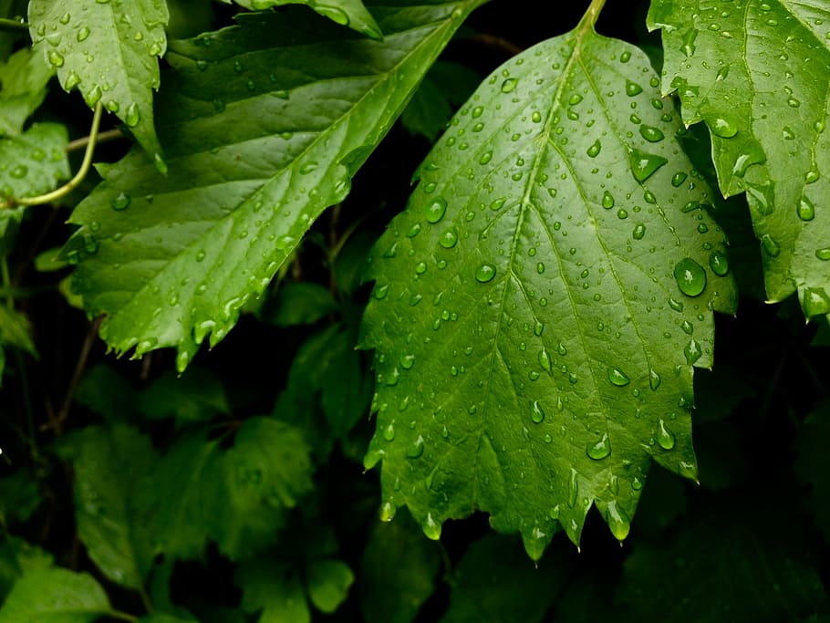 Leaves after rain, shallow focus photography of green plants HD wallpaper