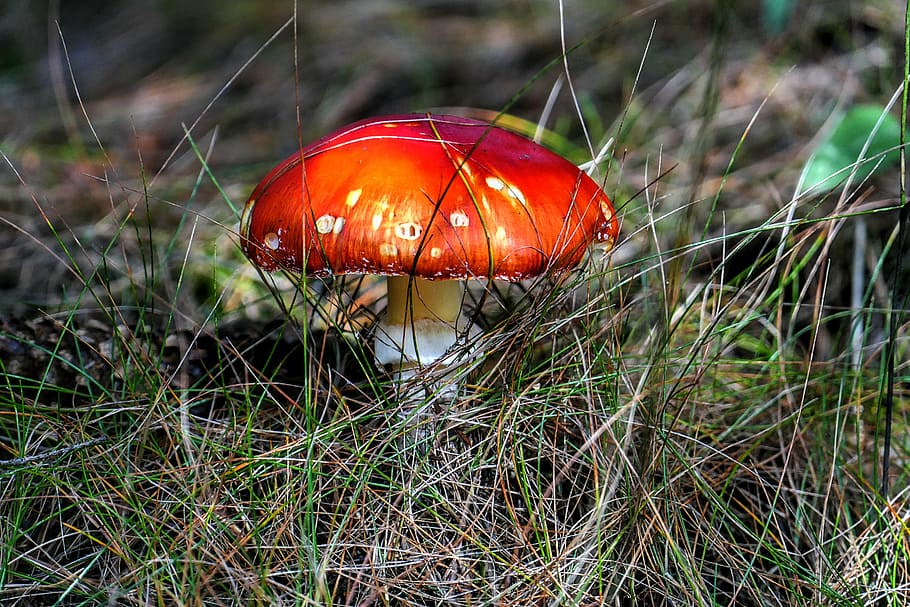 red mushroom plant on green grass field, fly agaric, macro HD wallpaper
