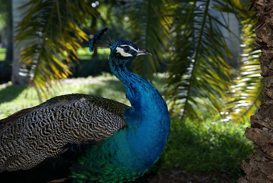 close up photography of male Indian peafowl, miami, biscayne HD wallpaper