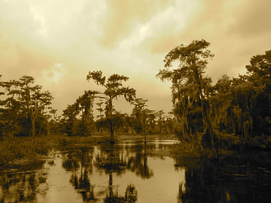 Swamp, Bayou, New Orleans, Tree, Lake, air boat, wetlands, reflection