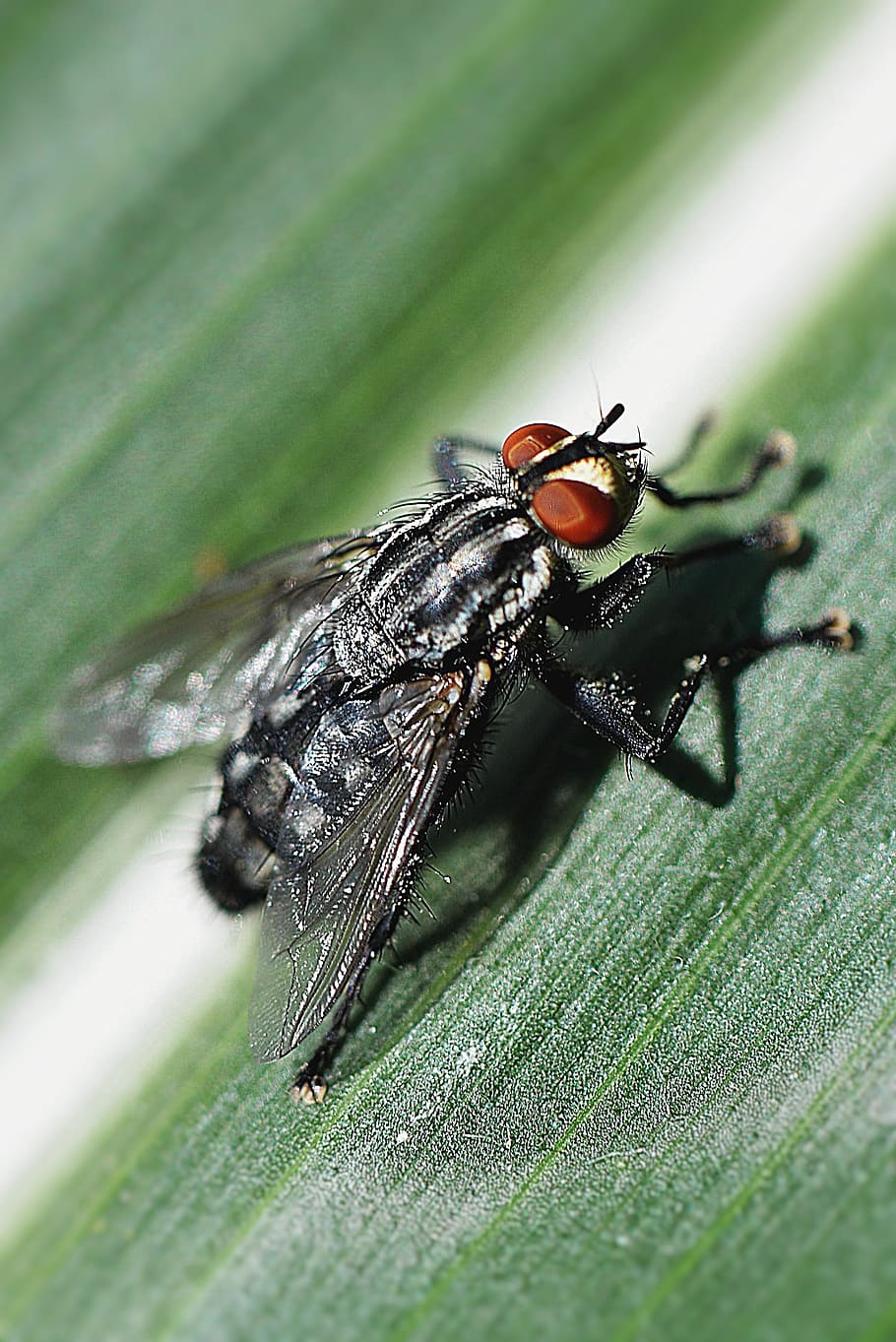 fly, macro, compound eyes, insect, plant, invertebrate, animal themes HD wallpaper