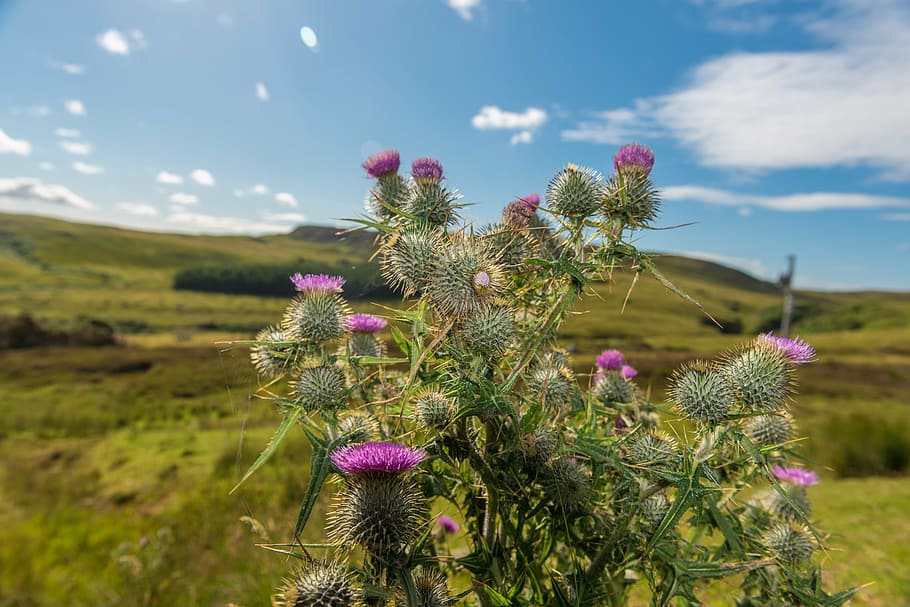 thistle, blue, background, plant, nature, thorn, blossom, bloom HD wallpaper