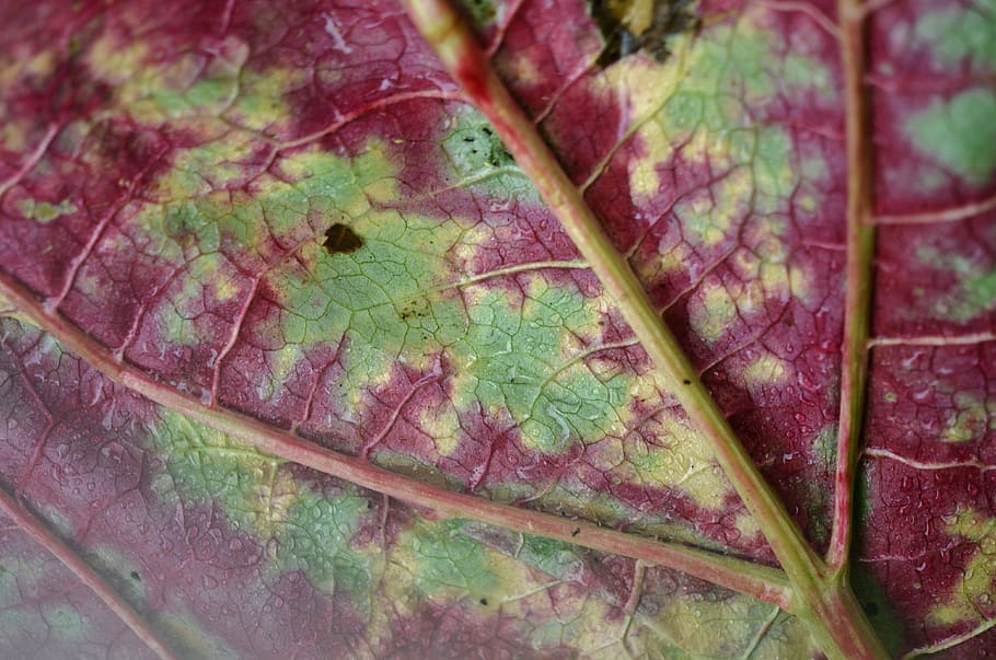 leaf, nature, wet, macro, rain, garden, green, plant, summer HD wallpaper