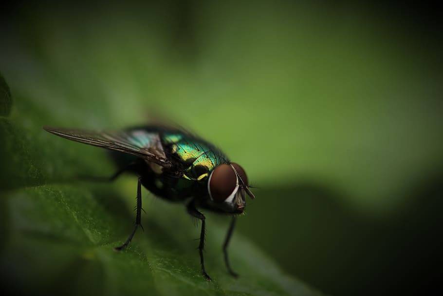 green and brown housefly, bottle fly perched on green leaf closeup photography HD wallpaper