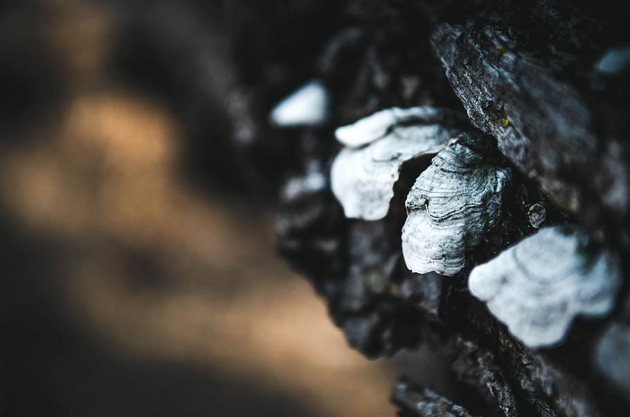 untitled, tree, bark, woodland, forest, nature, close-up, selective focus HD wallpaper