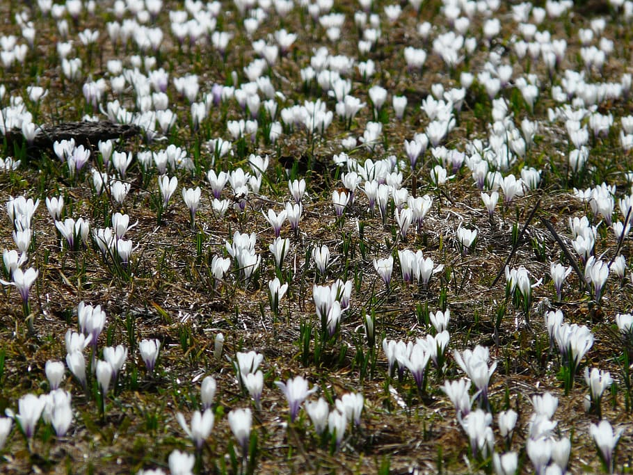 spring crocus, white, crocus meadow, flowers, blossom, bloom HD wallpaper