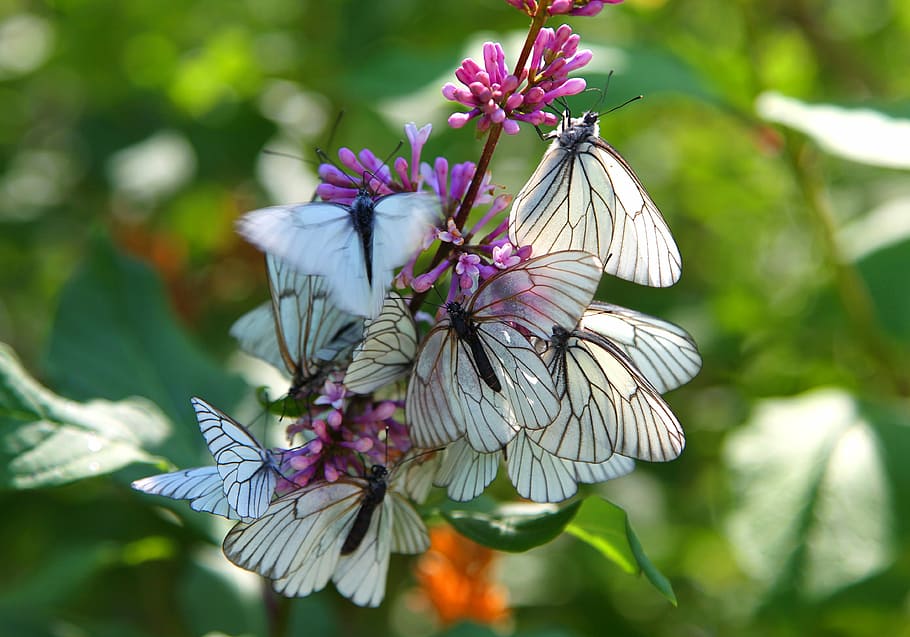 white butterflies selective focus photography, instinct, butterfly HD wallpaper