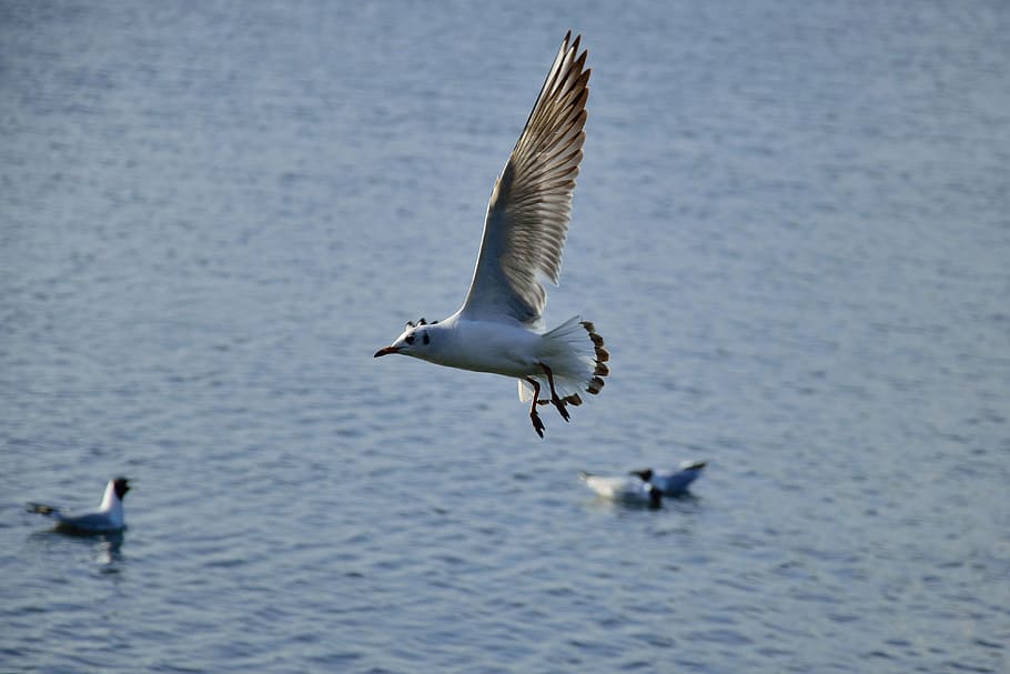 seagull, bird, flight, nature, wings, lake, animals, pen, wild birds HD wallpaper