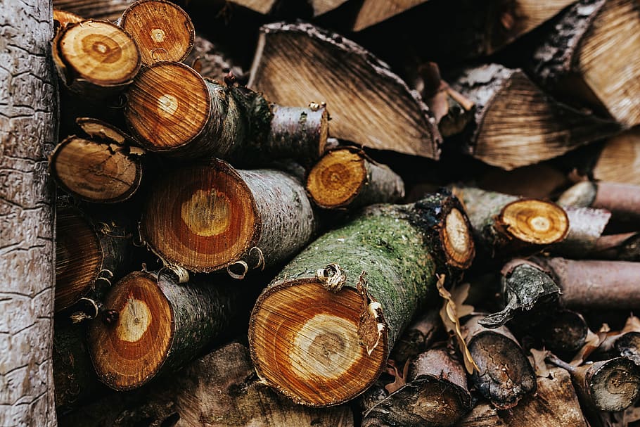 Wooden logs, forest, trunks, timber, wood - Material, nature, HD wallpaper