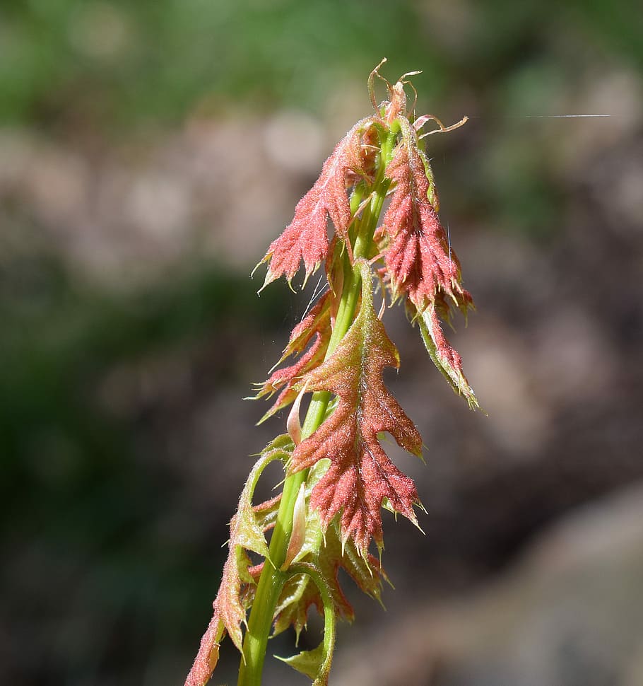 Sapling, New Leaves, Oak Tree, oak sapling, plant, spring, new growth HD wallpaper