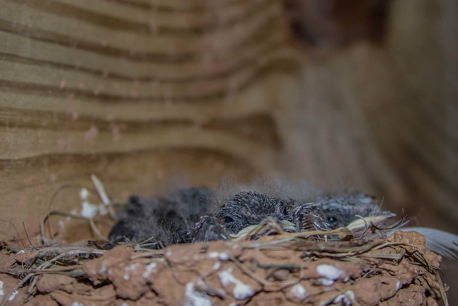 nest, birds, babies, animal themes, selective focus, animal nest HD wallpaper