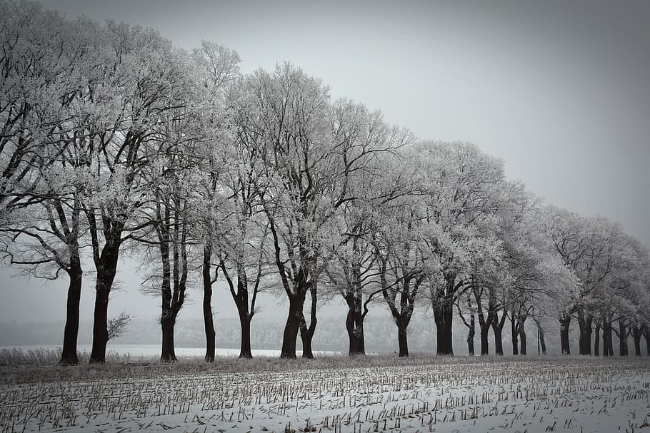 Winter, Trees, Avenue, Winter Trees, wintry, cold, frost, hoarfrost HD wallpaper