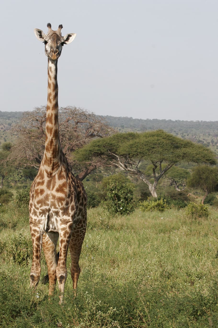 giraffe, safari, tall, africa, nature, tanzania, mammal, wild, HD wallpaper