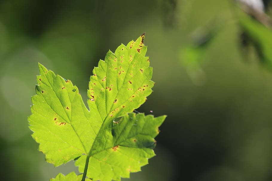 Leaf, Autumn, Sun, Sun, Green, Fall Foliage, hops, fall color HD wallpaper