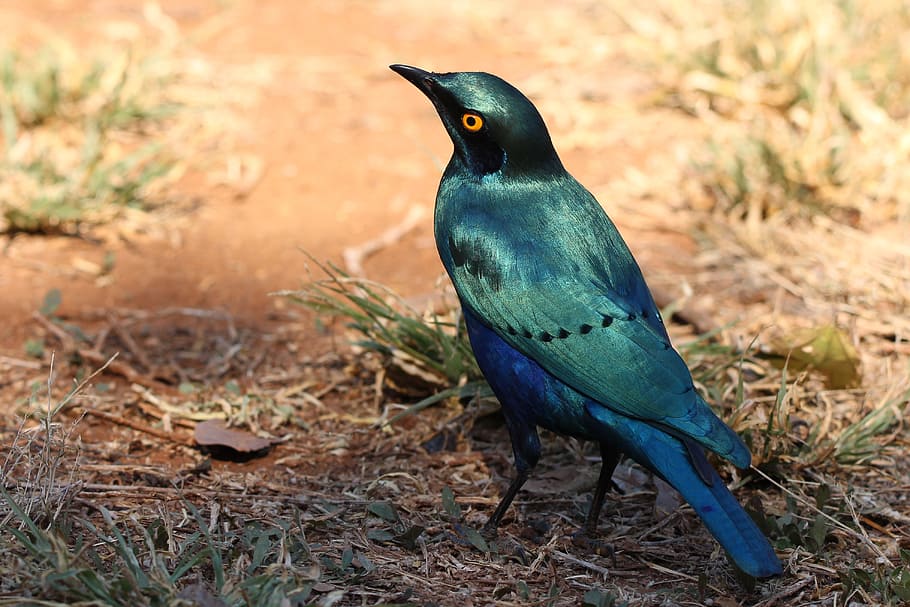 starling, blue, bird, wild, green, africa, animal themes, animal wildlife HD wallpaper
