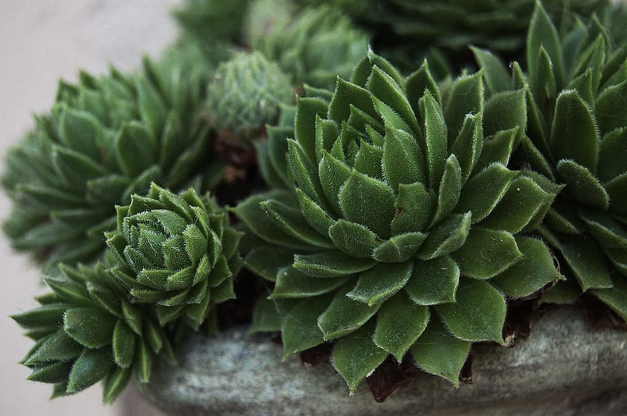 nature, macro, stonecrop, green color, food and drink, no people HD wallpaper