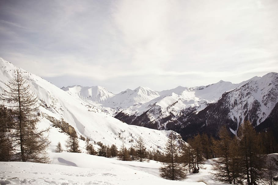snowy mountain, snow-covered mountains and pine trees during daytime HD wallpaper