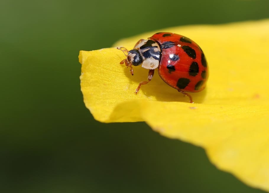 red ladybird on yellow petal, ladybug, beetle, blossom, bloom HD wallpaper
