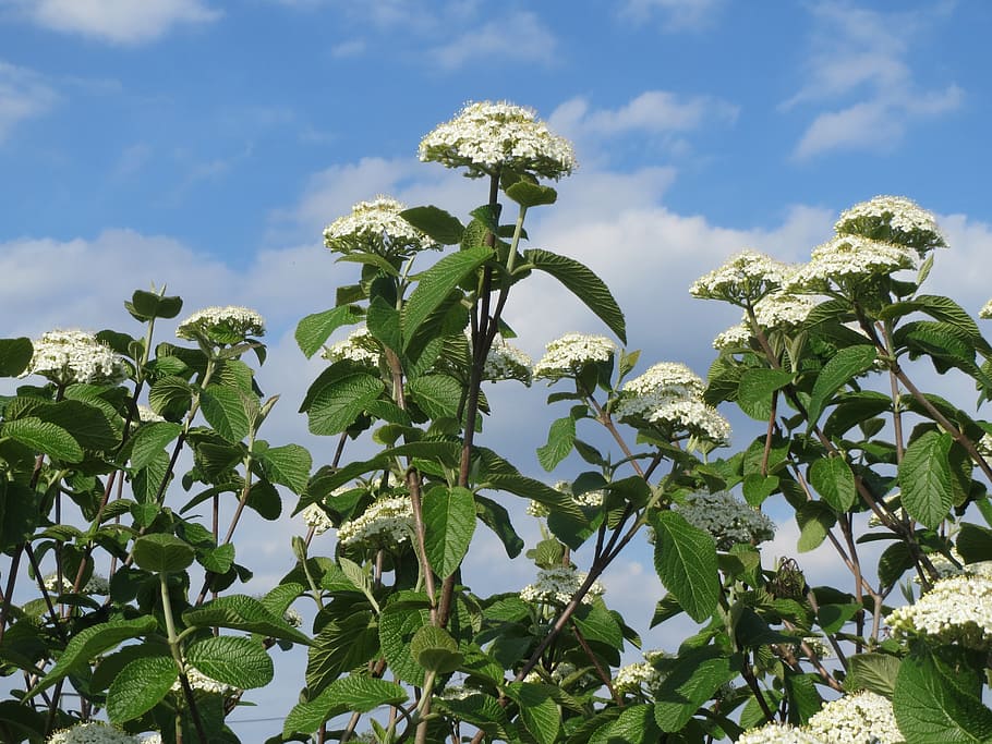 viburnum lantana, wayfarer, wayfaring tree, shrub, flora, botany, HD wallpaper