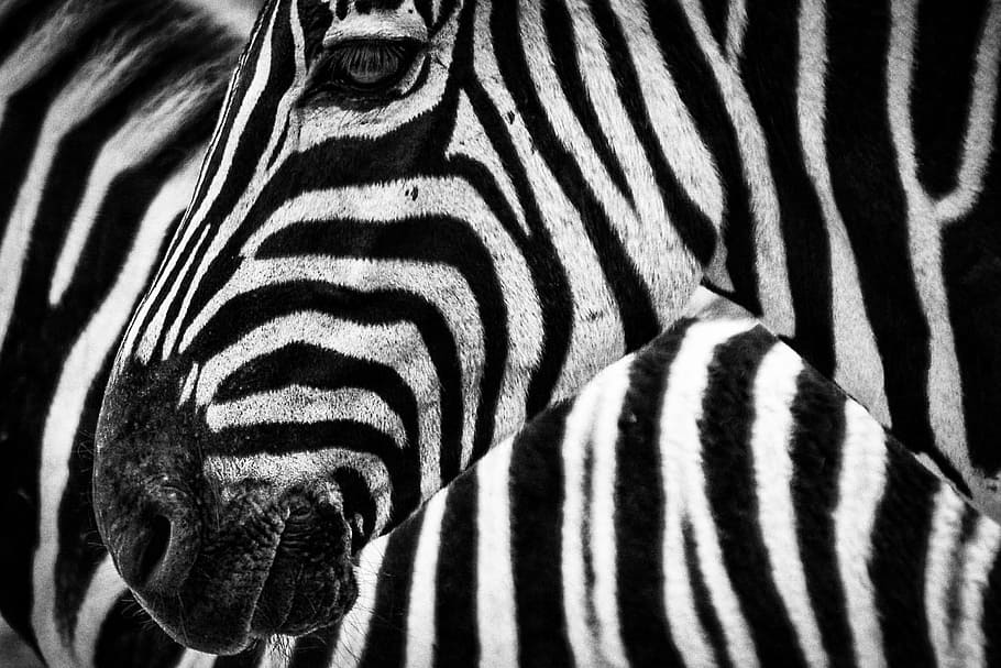 closeup photo of zebra, texture, stripes, striped, animal themes HD wallpaper