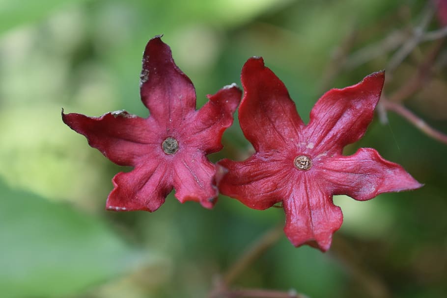 flower summer, nature, red, spring, colorful, garden, flowering plant HD wallpaper