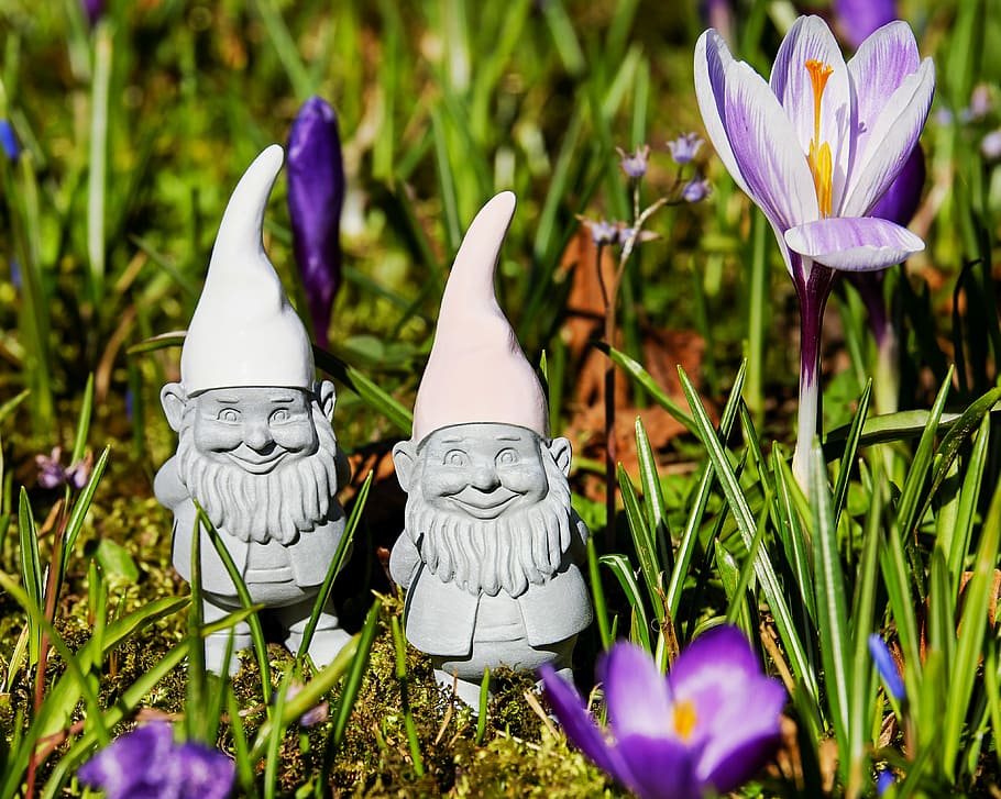 two garden gnomes beside purple crocus flower at daytime, imp, HD wallpaper