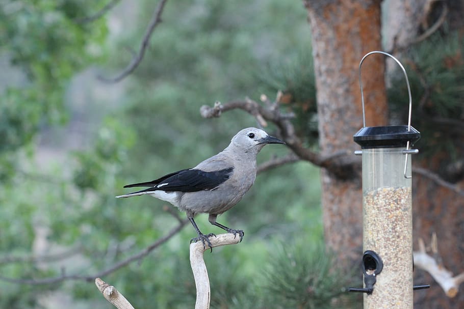 clarks nutcracker, colorado, bird, mountains, trees, vertebrate HD wallpaper