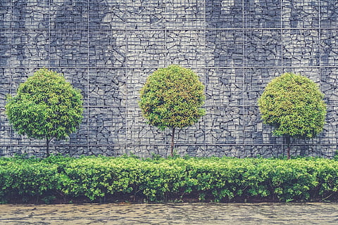 green leaved trees and plants, wall, architecture, design, decor HD wallpaper