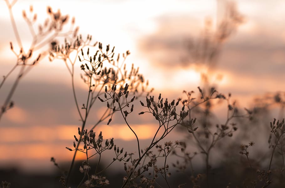 Nature, brown dried leaves under sunset, grass, plant, sky, beauty in nature HD wallpaper