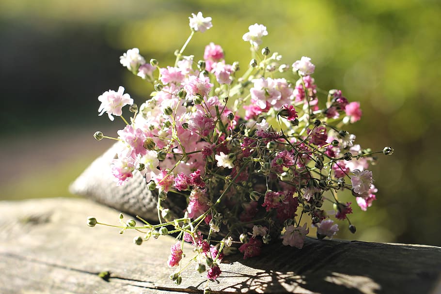 photograph of pink and white flowers during day time, bag gypsofilia seeds