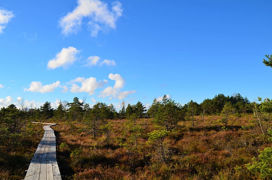 estonia, forest, landscape, sky, plant, tree, nature, cloud - sky HD wallpaper