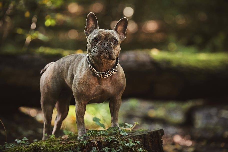 adult brown French bulldog in close up photography, adult brindle French bulldog