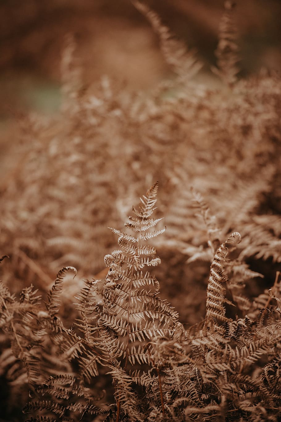 selective focus photography of plant, dried fern plant, leaf HD wallpaper