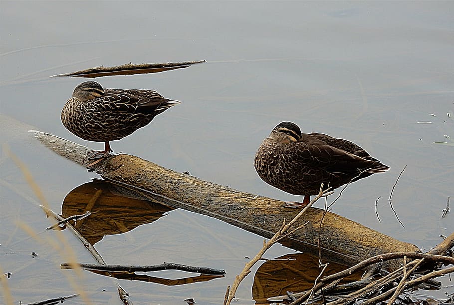 ducks, lake, sleeping, nature, water, bird, wildlife, pond HD wallpaper