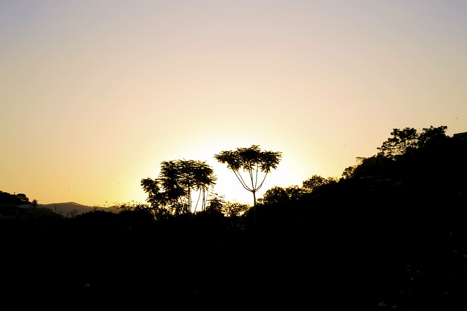 tree, sunset, silhouette, ipatinga, brasil, plant, sky, beauty in nature HD wallpaper
