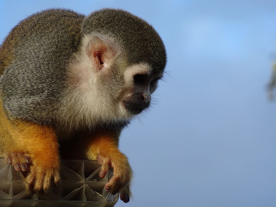 Spider Monkey, Zoo, Mammal, primate, nature, looking, one animal HD wallpaper
