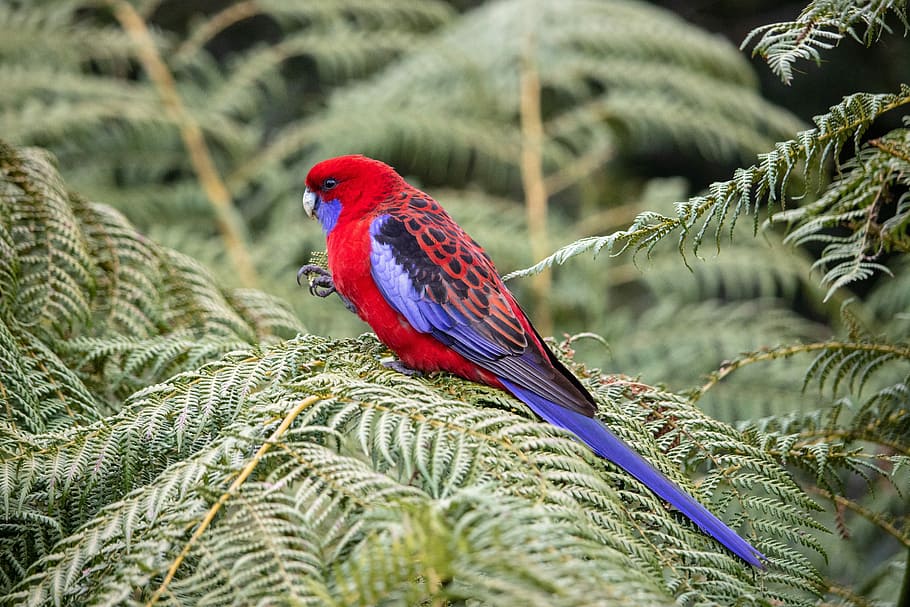 rosella, bird, wild, animal, nature, parrot, australia, red, HD wallpaper