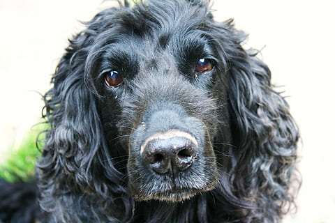 adult black English cocker spaniel, dog, canine, fur, pet, cute HD wallpaper