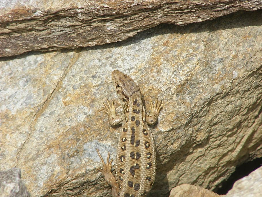 lizard, animals, nature, sand lizard, reptile, cold blooded animals HD wallpaper
