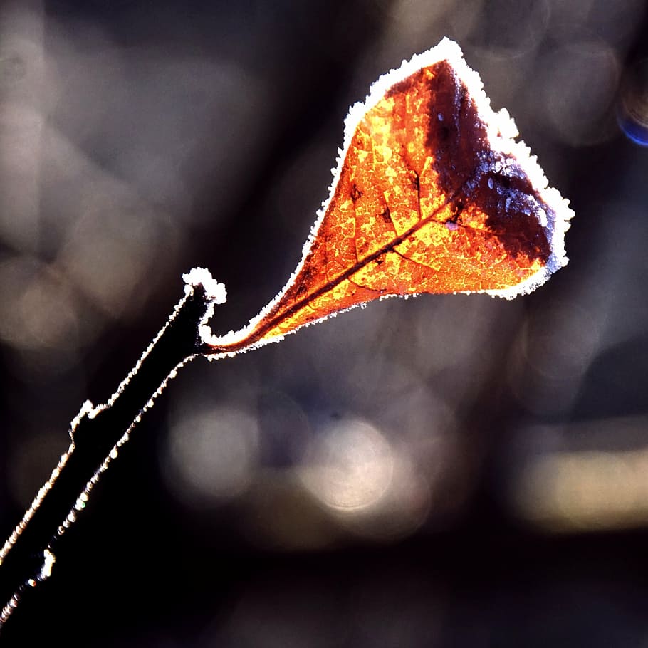leaf, frost, back light, brown, rusty red, winter, autumn, withered HD wallpaper