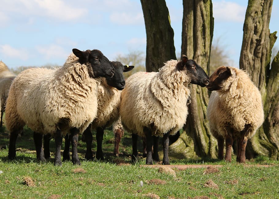 sheep, lamb, field, farm, agriculture, wool, livestock, grass, HD wallpaper