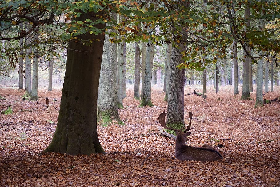 deer lying on dried leaves under trees, brown moose, woodland HD wallpaper