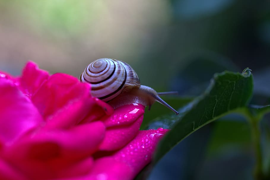 Snail, Petals, Shell, Dew, rose, flower, one animal, nature HD wallpaper